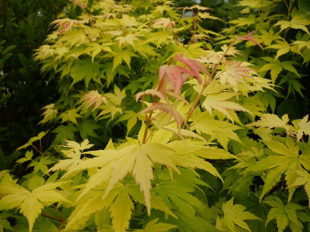 erable-du-japon-orange-dream-acer-palmatum-orange-dream-p-image-33293